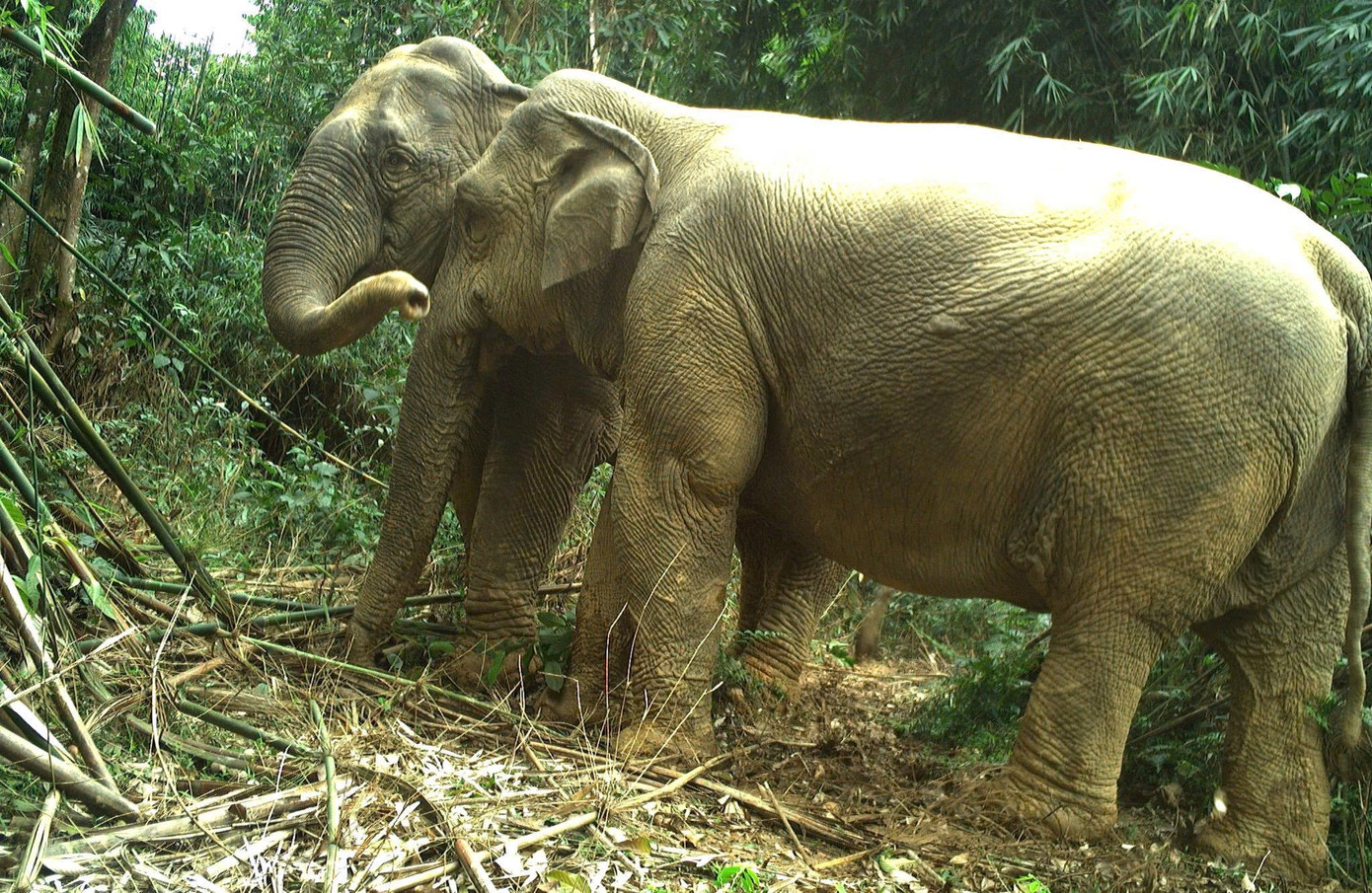 Một số hình ảnh động vật quý hiếm được ghi nhận qua bẫy ảnh trong Vườn Quốc gia Vũ Quang...Thông qua hệ thống bẫy ảnh, Vườn Quốc gia Vũ Quang (Hà Tĩnh) đã ghi nhận 58 loài động vật quý hiếm, trong đó có 5 loài đặc biệt nguy cấp, đặc hữu của dãy Trường Sơn.