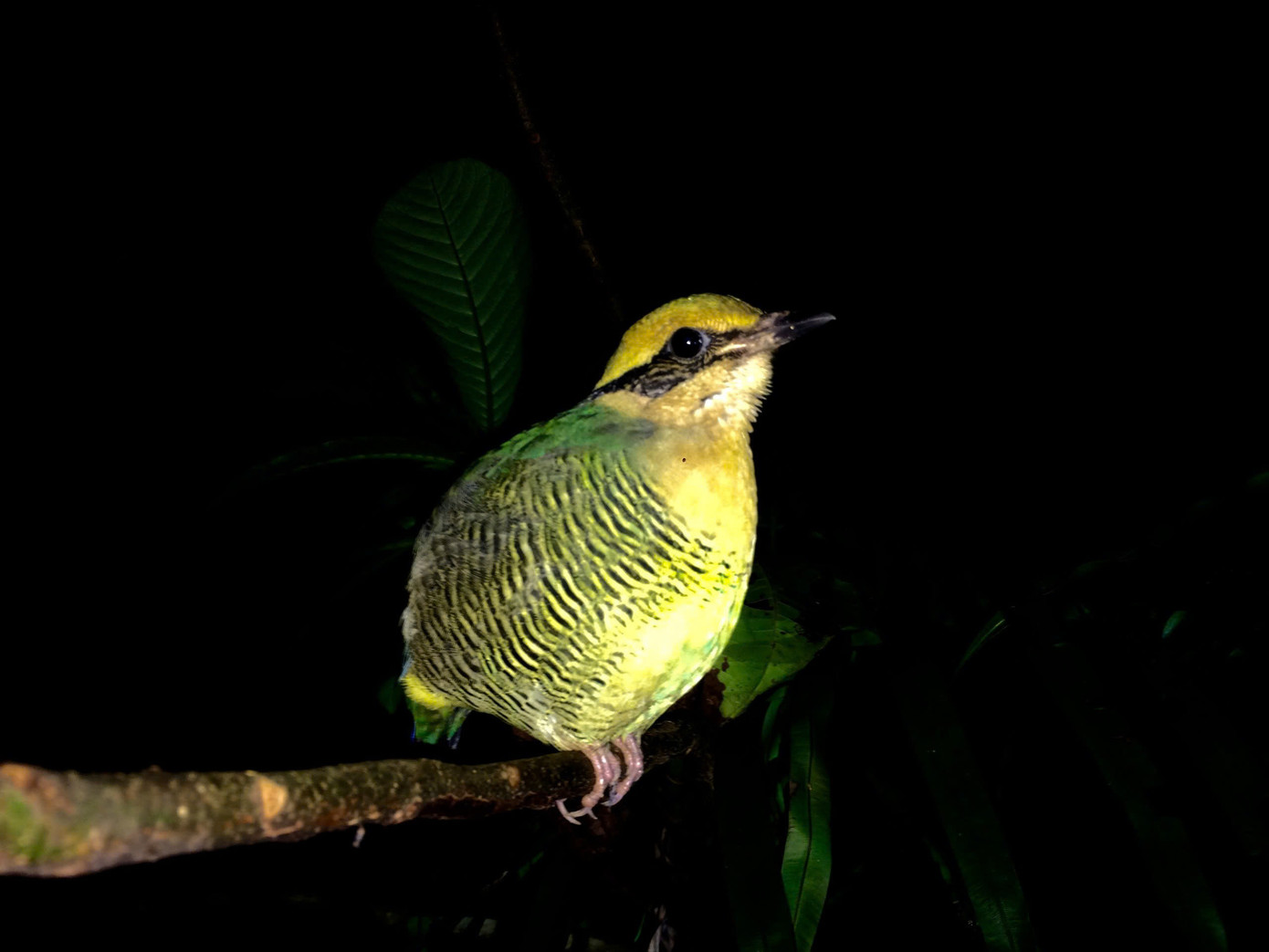 Tại đây cũng được xem là “ngôi nhà” của các loài động vật hoang dã. Mỗi năm, nơi đây đều tiếp nhận khoảng 300 - 400 cá thể từ người dân và các cơ quan, đơn vị. Cùng với đó ngành chức năng cũng đã tiến hành tái thả từ 250 - 300 cá thể về môi trường tự nhiên ở vườn.