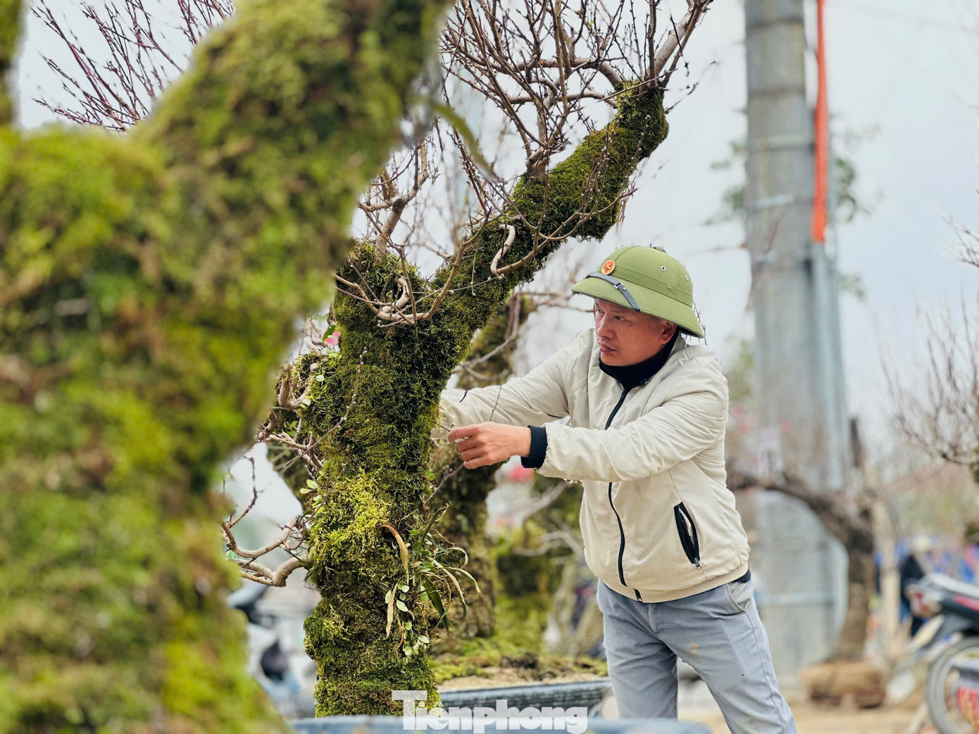 Anh Nguyễn Văn Vỹ (43 tuổi, trú phường Bắc Hà, thành phố Hà Tĩnh) cho biết, năm nay gia đình đưa về tổng 60 gốc đào rừng Sơn La để bán trong dịp Tết Nguyên đán 2025. Anh Nguyễn Văn Vỹ (43 tuổi, trú phường Bắc Hà, thành phố Hà Tĩnh) cho biết, năm nay gia đình đưa về tổng 60 gốc đào rừng Sơn La để bán trong dịp Tết Nguyên đán 2025.