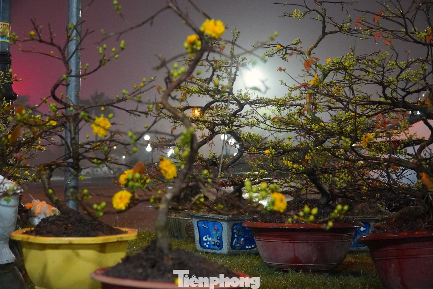 Hoa được tiểu thương tung ra thị trường Tết nhiều loại khác nhau...