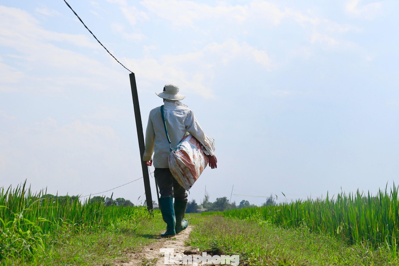 Theo những thợ thả trúm, nghề bắt lươn này có thể làm được quanh năm, trừ lúc thời tiết khắc nghiệt, ruộng đồng khô hạn mới nghỉ. Trong ảnh người đàn ông mang trúm đi dọc các đồng ruộng để thả. Theo những thợ thả trúm, nghề bắt lươn này có thể làm được quanh năm, trừ lúc thời tiết khắc nghiệt, ruộng đồng khô hạn mới nghỉ. Trong ảnh người đàn ông mang trúm đi dọc các đồng ruộng để thả.