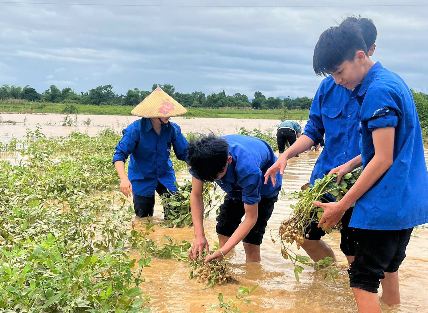 Với tinh thần xung kích, không ngại khó khăn, các bạn trẻ đã có mặt tại các cánh đồng ngập nước, thu hoạch hoa màu vận chuyển về nơi an toàn.