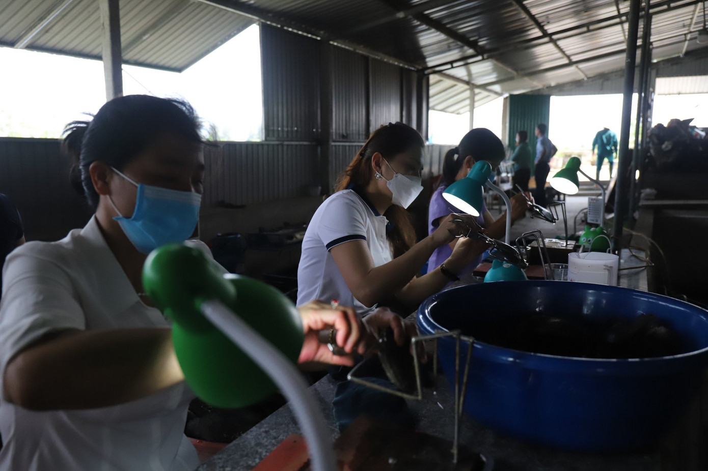 Kỹ thuật viên đang cấy ghép mô tế bào. Kỹ thuật viên đang cấy ghép mô tế bào.