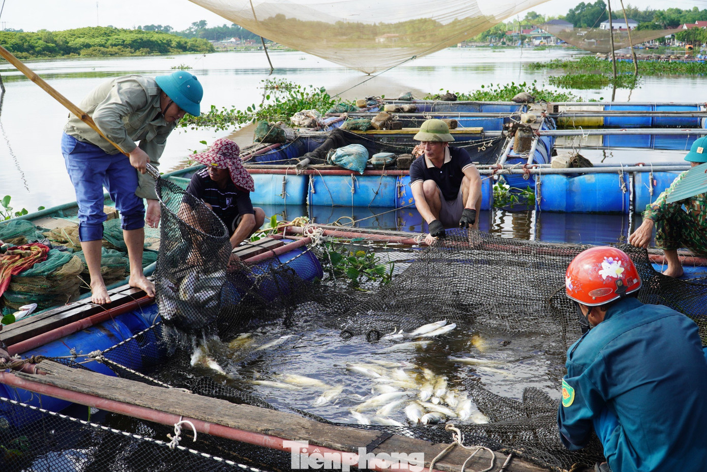 Sáng ngày 6/10, nhiều hộ nuôi cá lồng bè tại thôn Song Hải, xã Thạch Sơn, huyện Thạch Hà (Hà Tĩnh) thất thần khi chứng kiến hàng tấn cá nuôi tại lồng bất ngờ chết trắng đầm.