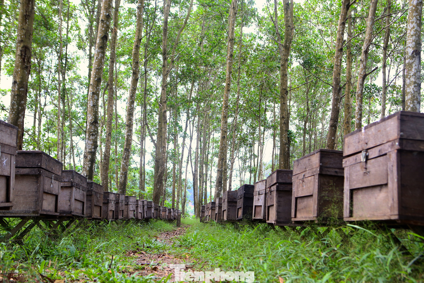 Theo những mùa hoa nở, người làm nghề “chăn ong” du mục lại mải miết dẫn ong đi các địa phương. Tại các tán rừng keo ở huyện Hương Sơn (Hà Tĩnh) những người dân ở các tỉnh Tây Nguyên đã dựng lán, nuôi ong trong chiếc thùng gỗ.