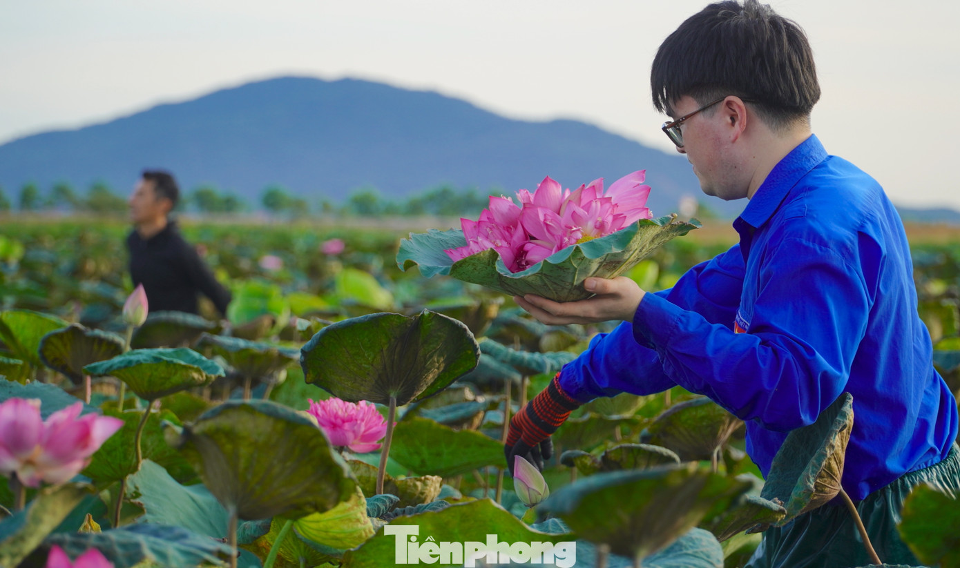 Từ 4h30' sáng, tại đầm sen lực lượng thanh niên cùng cán bộ hội nông dân và người dân đã có mặt để hái hoa. Từ 4h30' sáng, tại đầm sen lực lượng thanh niên cùng cán bộ hội nông dân và người dân đã có mặt để hái hoa.