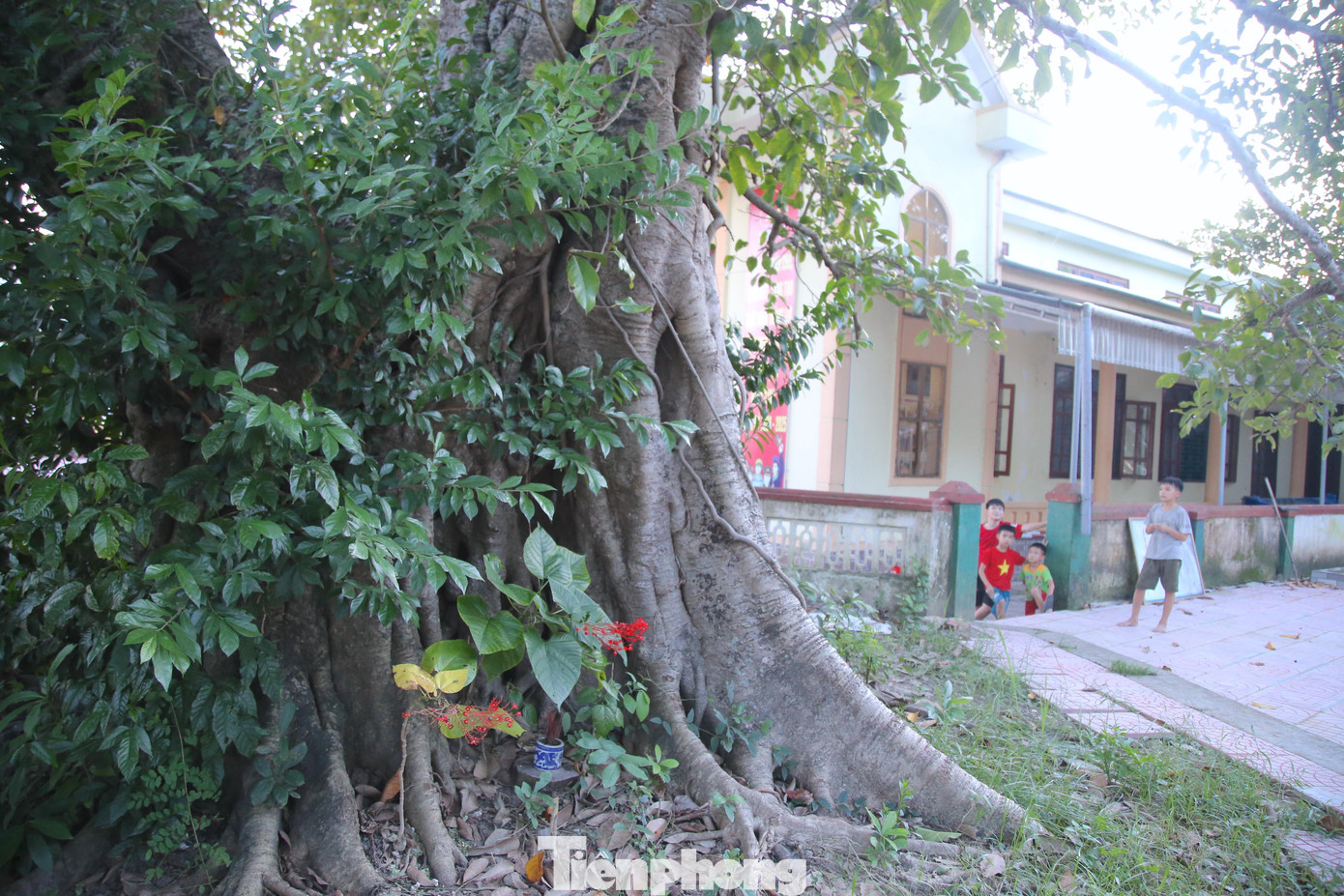Cây đa này còn gọi là cây đa làng Trường Thọ (nay thuộc thôn Yên Thọ, xã Hộ Độ), chiều cao khoảng 15m, tán rộng khoảng 20m.