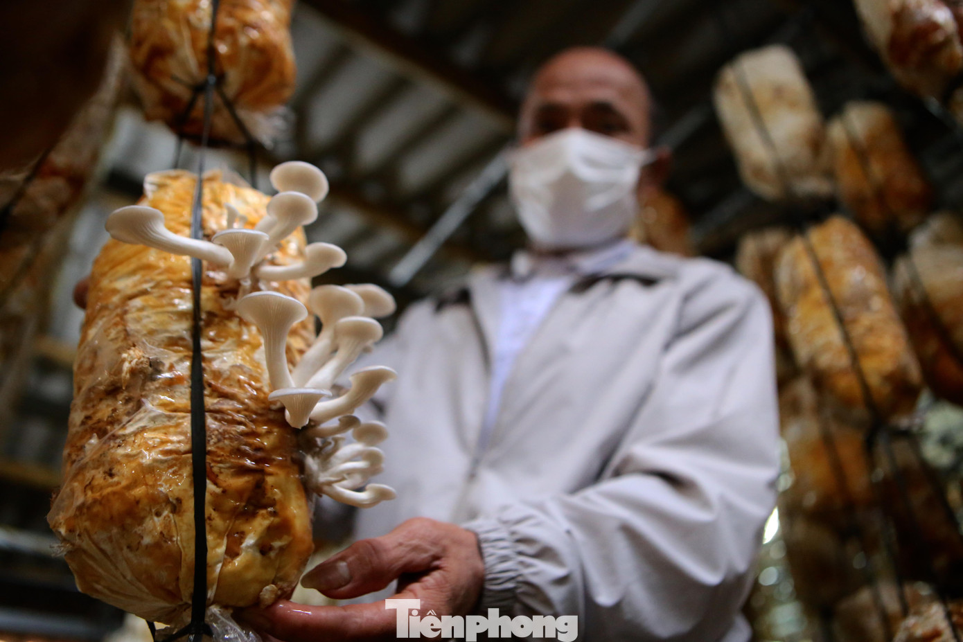 Ông Nguyễn Văn Tạo (thôn Trung Hoà, xã Tân Lâm Hương, huyện Thạch Hà) là một trong những hộ dân trồng nấm có quy mô lớn với diện tích hơn 500m2 tại xã. Hiện tại, gia đình ông làm hơn 2 vạn phôi nấm được đóng thành từng bịch.