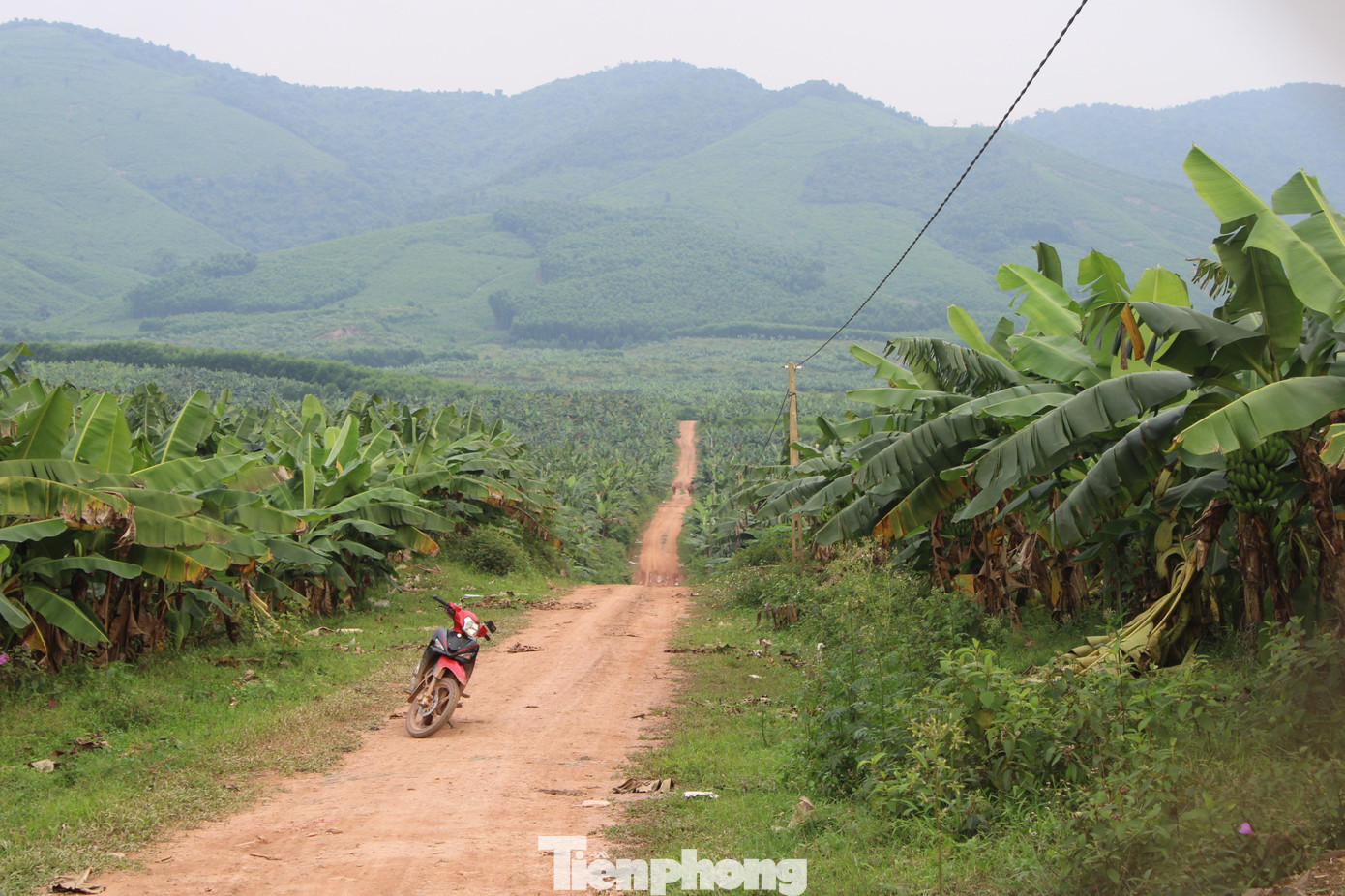 Công ty CP Chăn nuôi Bình Hà từng chuyển đổi sang trồng chuối nhưng đã thất bại.
