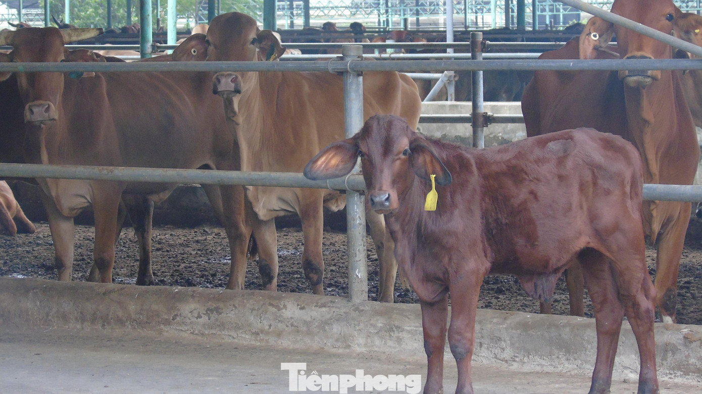 Những con bò nhập khẩu từng được chăm sóc, nuôi bên trong dự án.