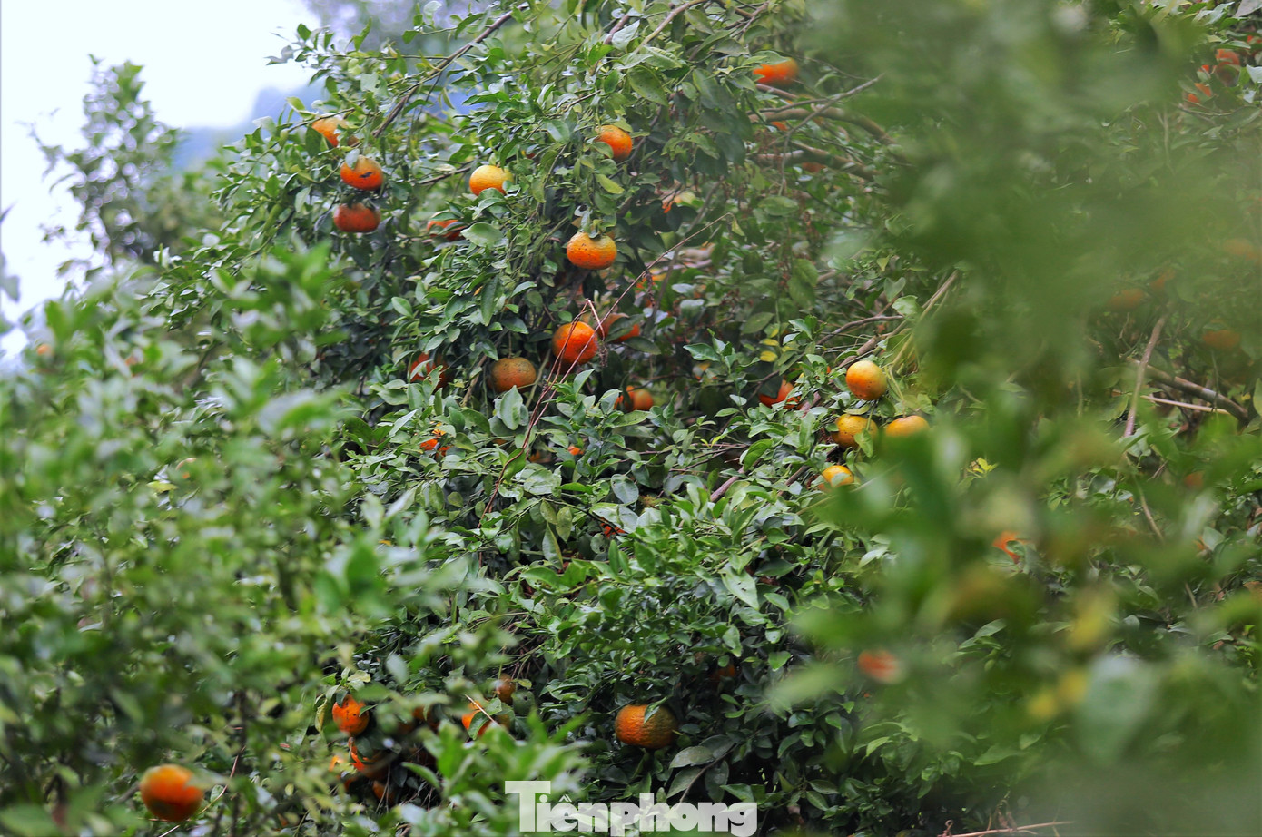 Toàn huyện Hương Sơn hiện có hơn 1.000ha diện tích trồng cam bù, tập trung nhiều nhất ở các xã Sơn Trường, Kim Hoa, Quang Diệm, Sơn Hàm, Sơn Lâm...Còn tại huyện Vũ Quang có gần 2.600ha diện tích trồng cam. Năm nay, huyện Vũ Quang ước tính đạt khoảng 25.000 tấn cam, nông dân thu trên 600 tỷ đồng. Toàn huyện Hương Sơn hiện có hơn 1.000ha diện tích trồng cam bù, tập trung nhiều nhất ở các xã Sơn Trường, Kim Hoa, Quang Diệm, Sơn Hàm, Sơn Lâm...Còn tại huyện Vũ Quang có gần 2.600ha diện tích trồng cam. Năm nay, huyện Vũ Quang ước tính đạt khoảng 25.000 tấn cam, nông dân thu trên 600 tỷ đồng.