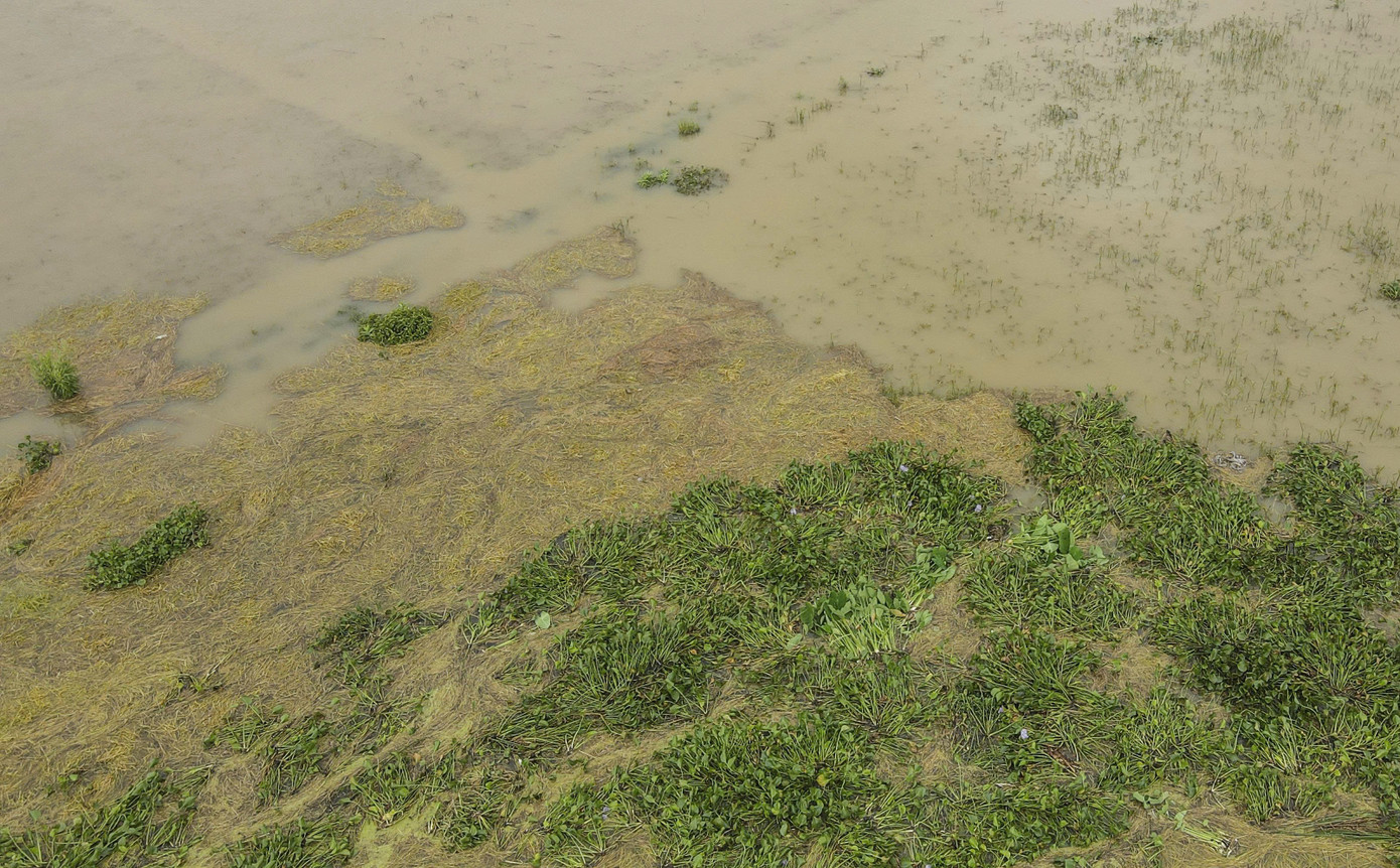 Bèo tây tràn về, vùi lấp cánh đồng lúa chưa thu hoạch của người dân. Bèo tây tràn về, vùi lấp cánh đồng lúa chưa thu hoạch của người dân.