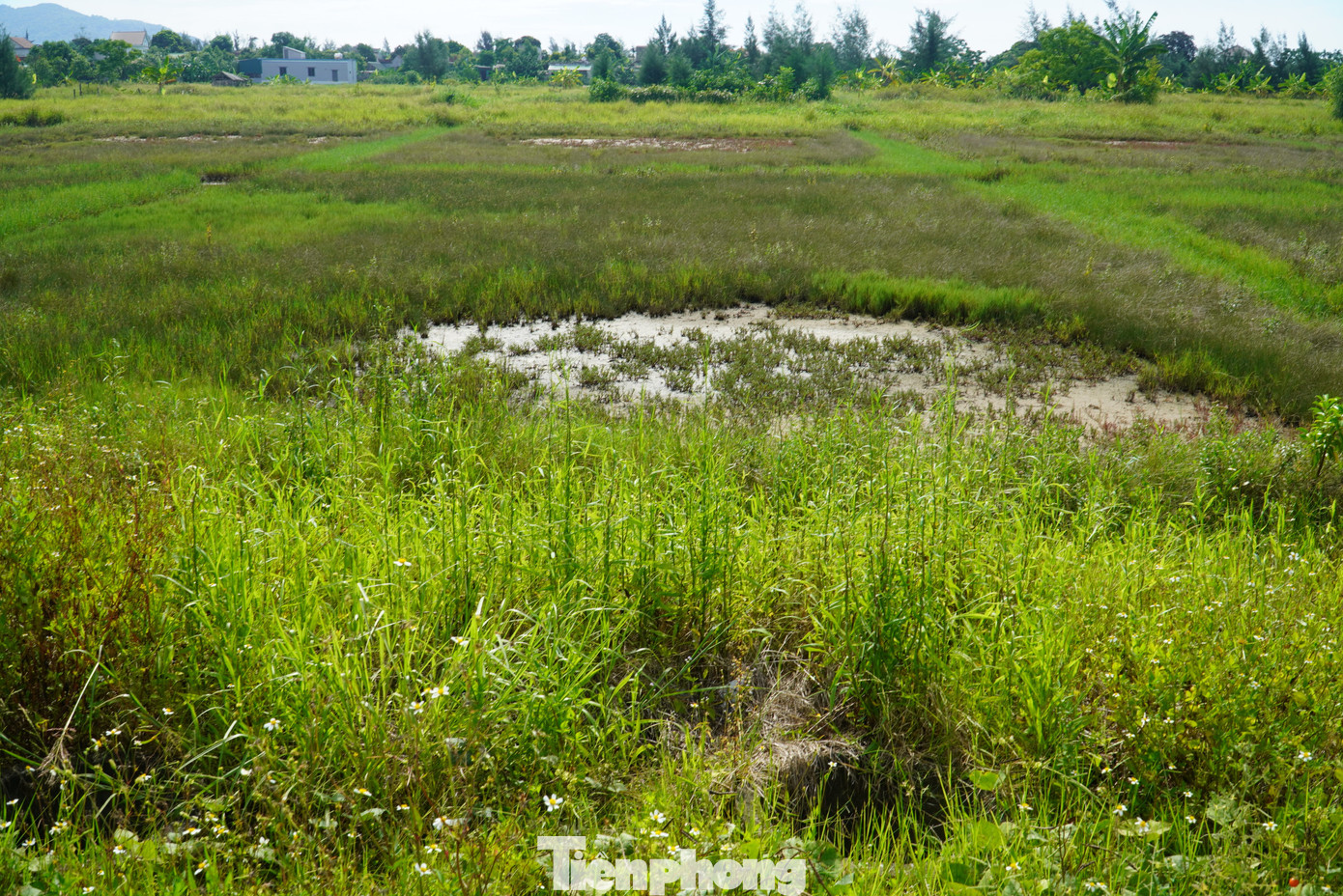Đang cao điểm vụ muối, nhưng trên cánh đồng muối vắng hoe. Nghề muối đã gắn bó bao đời nay nhưng do giá muối rẻ khiến diêm dân không còn mặn mà với nghề truyền thống này.