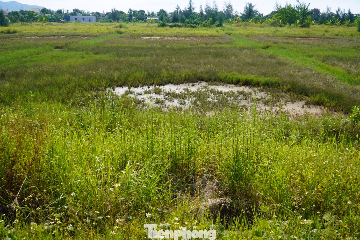 Đang cao điểm vụ muối, nhưng trên cánh đồng muối vắng hoe. Nghề muối đã gắn bó bao đời nay nhưng do giá muối rẻ khiến diêm dân không còn mặn mà với nghề truyền thống này.