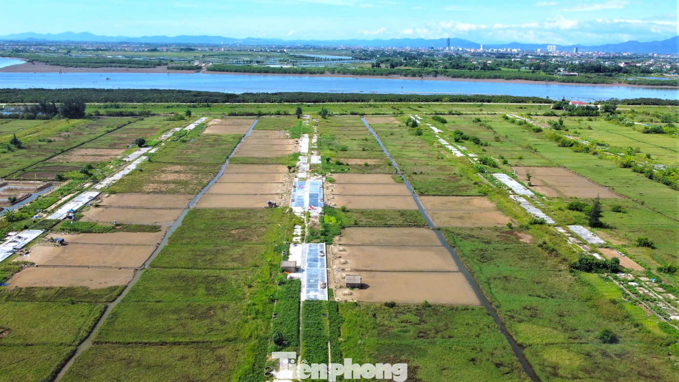 Cả một vùng từng nhộn nhịp làm nghề muối nhưng giờ phủ màu hoang hóa, vắng bóng người.