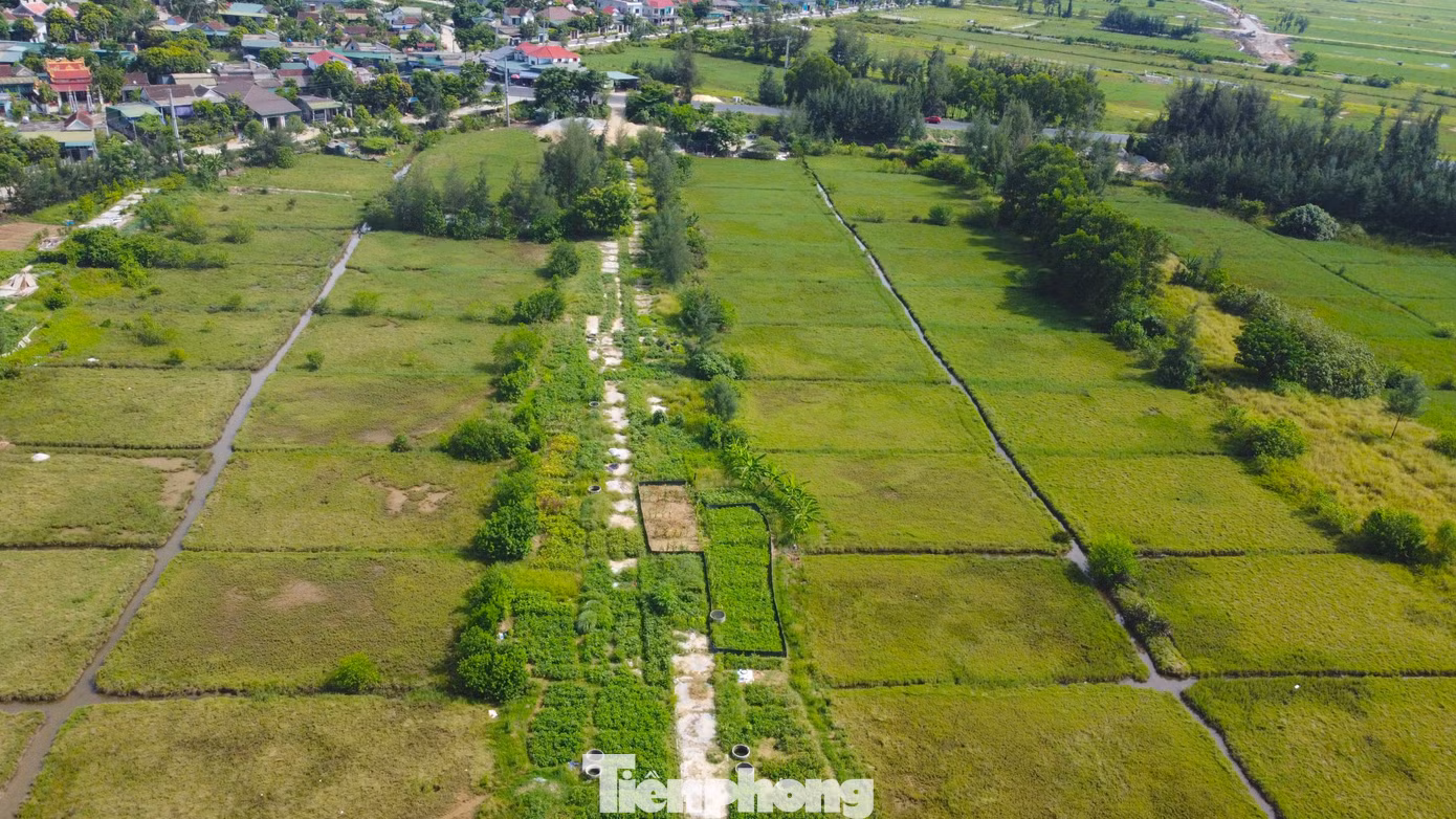 Đang cao điểm vụ muối, nhưng trên cánh đồng muối vắng hoe. Nghề muối đã gắn bó bao đời nay nhưng do giá muối rẻ khiến diêm dân không còn mặn mà với nghề truyền thống này.