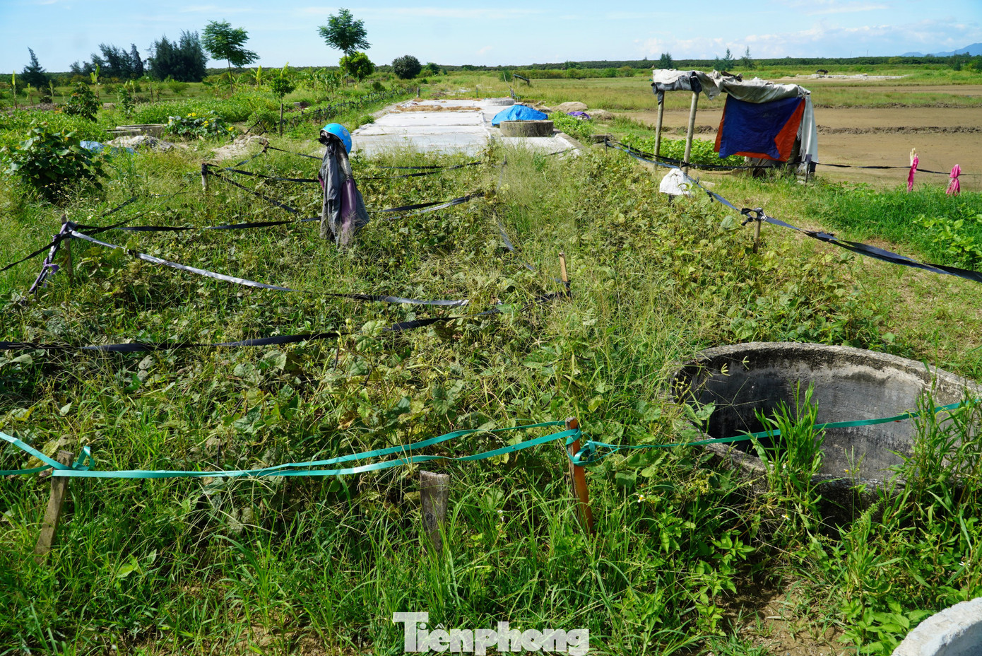 Dù đang vào vụ làm nghề, nhưng các cánh đồng muối ở xã Hộ Độ giờ trơ trọi giữa nắng gió, cỏ dại mọc um tùm.