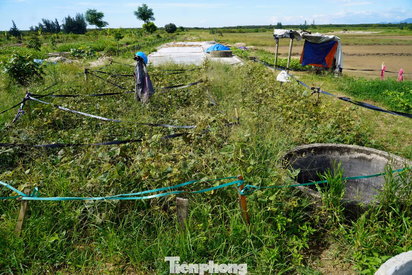 Dù đang vào vụ làm nghề, nhưng các cánh đồng muối ở xã Hộ Độ giờ trơ trọi giữa nắng gió, cỏ dại mọc um tùm.