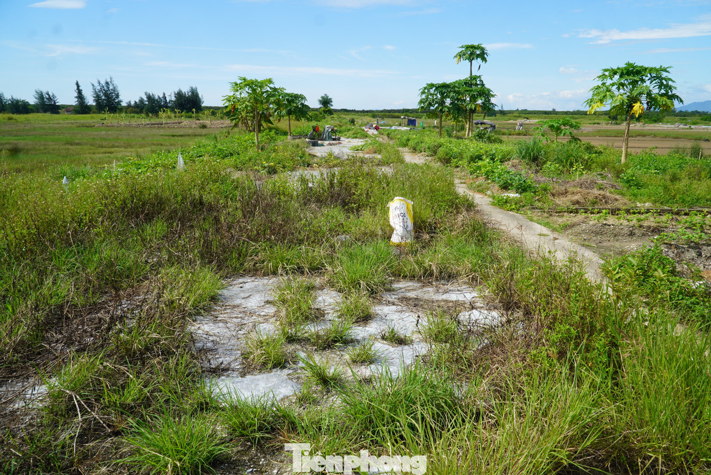 Tại địa phương, chỉ còn khoảng 20 hộ dân còn theo nghề, chủ yếu là lao động già. Còn những lao động trẻ đã kiếm công việc khác, đặc biệt đi xuất khẩu lao động tại nước ngoài.