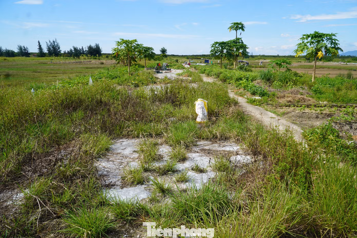Tại địa phương, chỉ còn khoảng 20 hộ dân còn theo nghề, chủ yếu là lao động già. Còn những lao động trẻ đã kiếm công việc khác, đặc biệt đi xuất khẩu lao động tại nước ngoài.