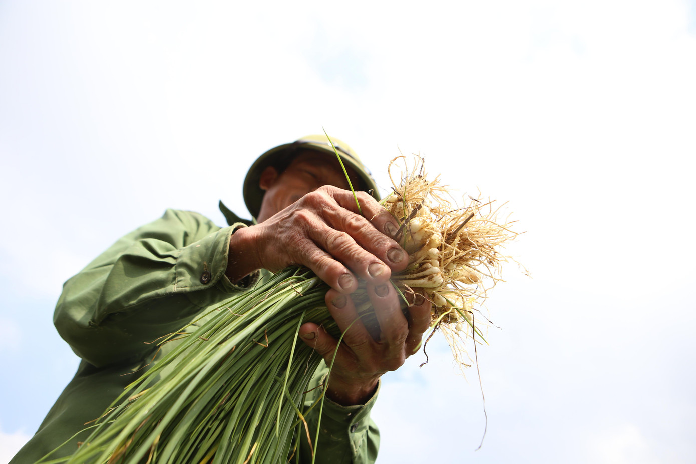 Đến nay người dân thu hoạch theo hình thức cuốn chiếu, bán đến đâu sẽ thu hoạch đến đó. Đặc biệt họ tự phân chia để có nguồn hàng bán trong dịp Tết.