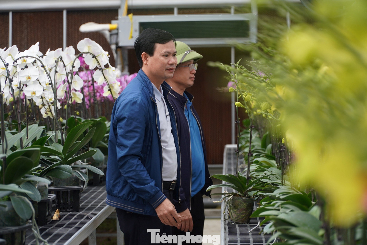 Ông chủ nơi đây cho biết: “Việc trồng lan ở Hà Tĩnh cũng gặp nhiều khó khăn do thời tiết quá khắc nghiệt nhưng chúng tôi rất vui khi hoa năm nay nở rất đẹp, khách đến chốt hàng liên tục. Dự kiến vụ hoa đầu tiên này sẽ đưa lại nguồn thu gần 8 tỷ đồng". Được biết, hiện 70% sản lượng hoa của vườn đã được bán sỉ cho những khách hàng tiềm năng ở các tỉnh, thành phố lớn.