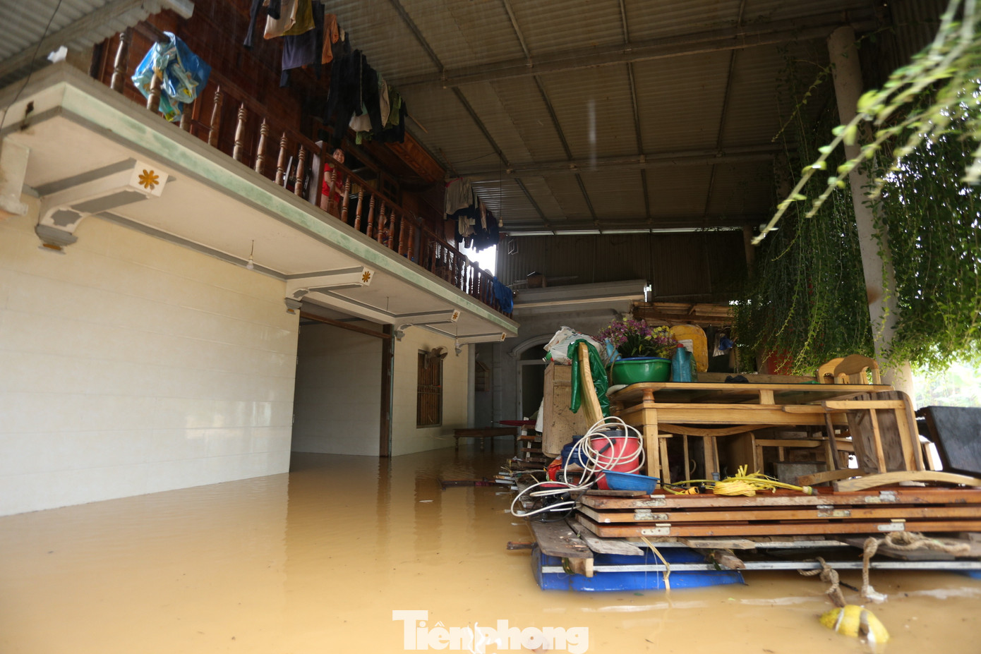 Nước lũ dâng cao, nhiều gia đình sử dụng thùng phuy và tre, gỗ làm bè lớn cho gia súc trú khi nước lũ vào nhà.