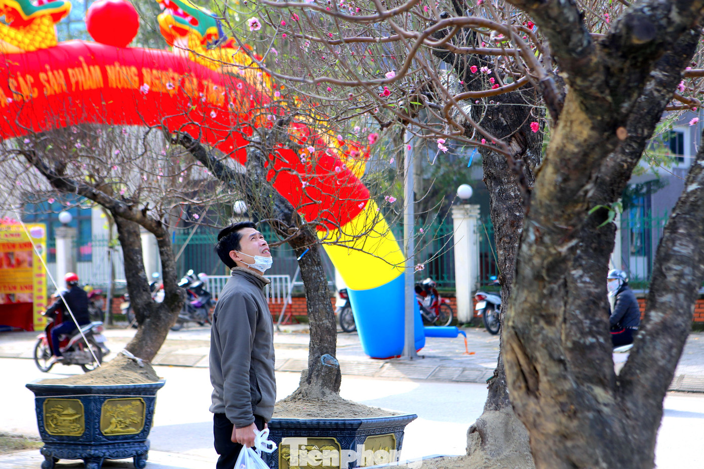 Nhiều khách đã đến chiêm ngưỡng và xem những gốc đào cổ thụ được bán trong dịp Tết tại Hà Tĩnh.