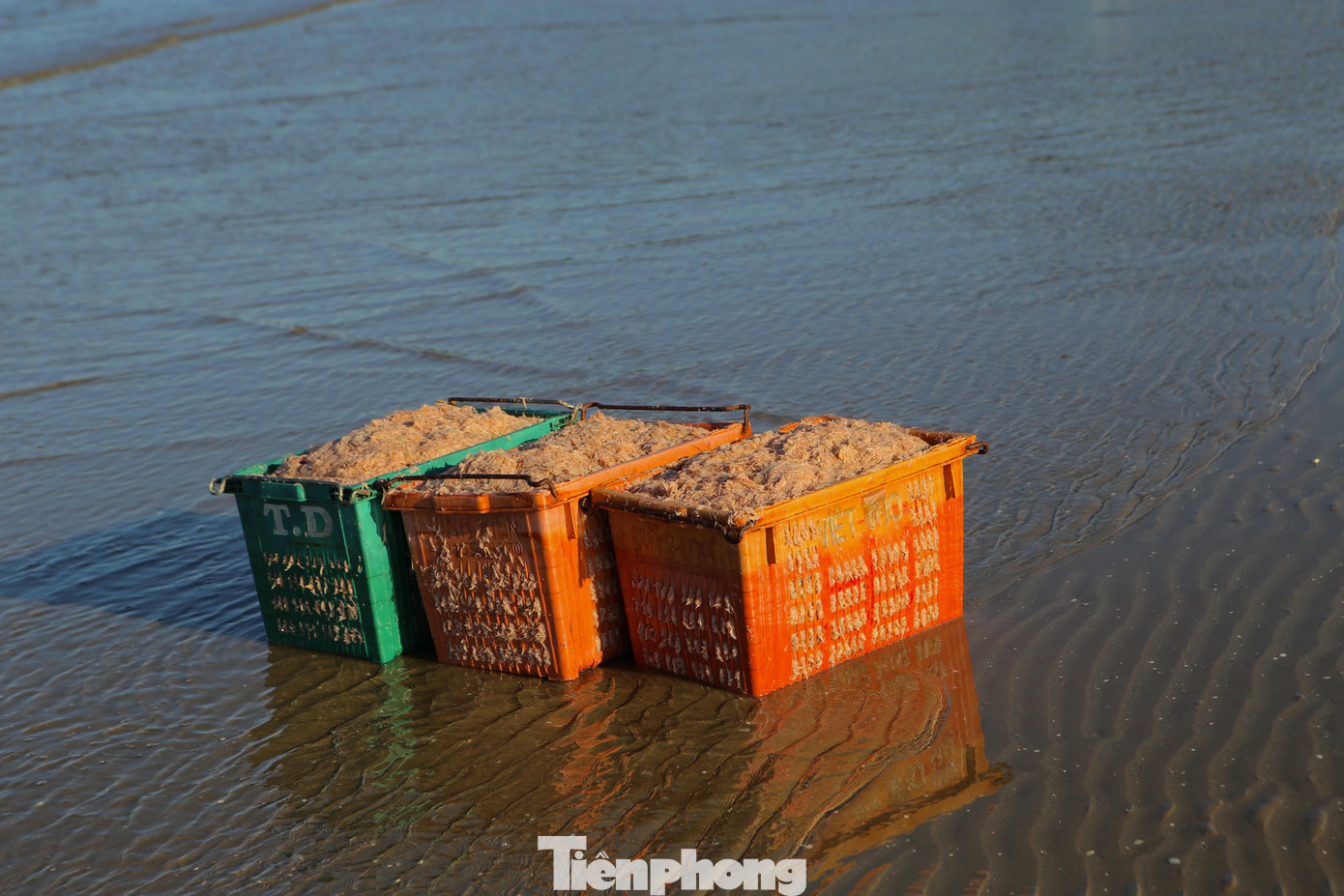 Nếu thời tiết được thuận lợi, ngư dân có thể đánh bắt cả ngày lẫn đêm không nghỉ. Trừ đi chi phí nhiên liệu, mỗi ngày ngư dân tại đây thu về vài triệu đến hơn chục triệu đồng.