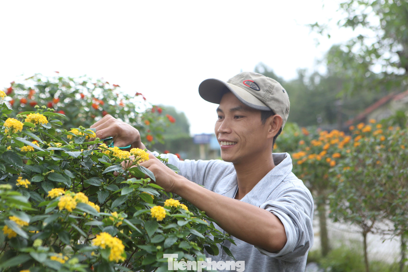 Anh Ngà thường chọn những gốc cây hoa ngũ sắc từ vài năm đến hơn chục năm tuổi để ghép với các ngọn ngũ sắc thuần chủng, sau đó, dùng phương pháp cắt tỉa để tạo dáng độc đáo cho cây.