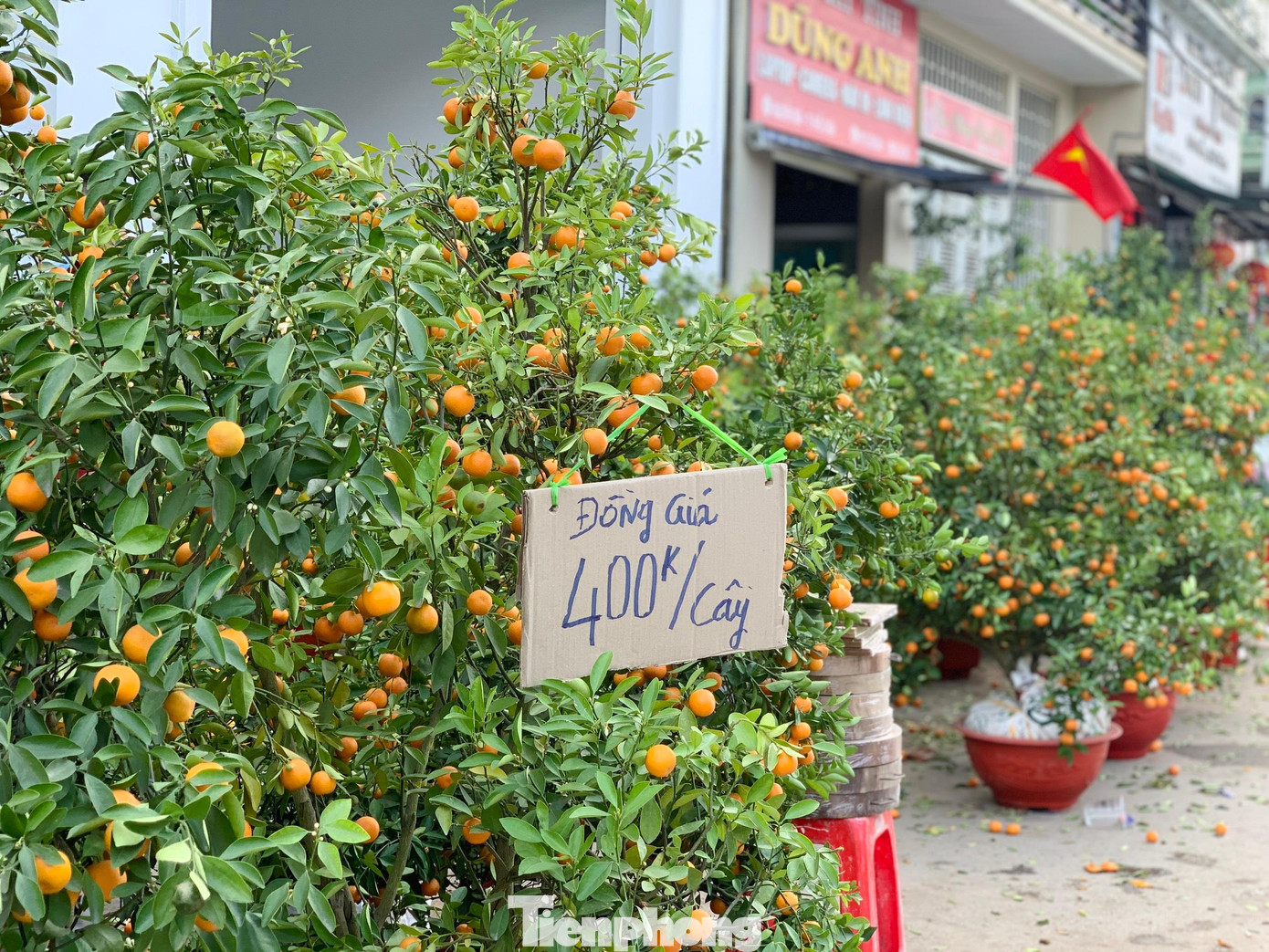 Cũng có những người ở huyện Hương Sơn (Hà Tĩnh) hạ giá bán toàn bộ cây với giá 400 ngàn đồng/cây.