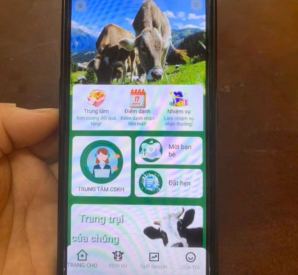 App "Nuôi bò" được các đối tượng lừa đảo lập ra để dẫn dụ chị T. App "Nuôi bò" được các đối tượng lừa đảo lập ra để dẫn dụ chị T.