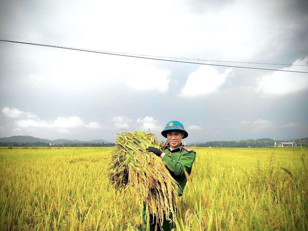 Sau khi gặt xong, chiến sĩ công an đưa lúa lên xe để chở về nhà dân.