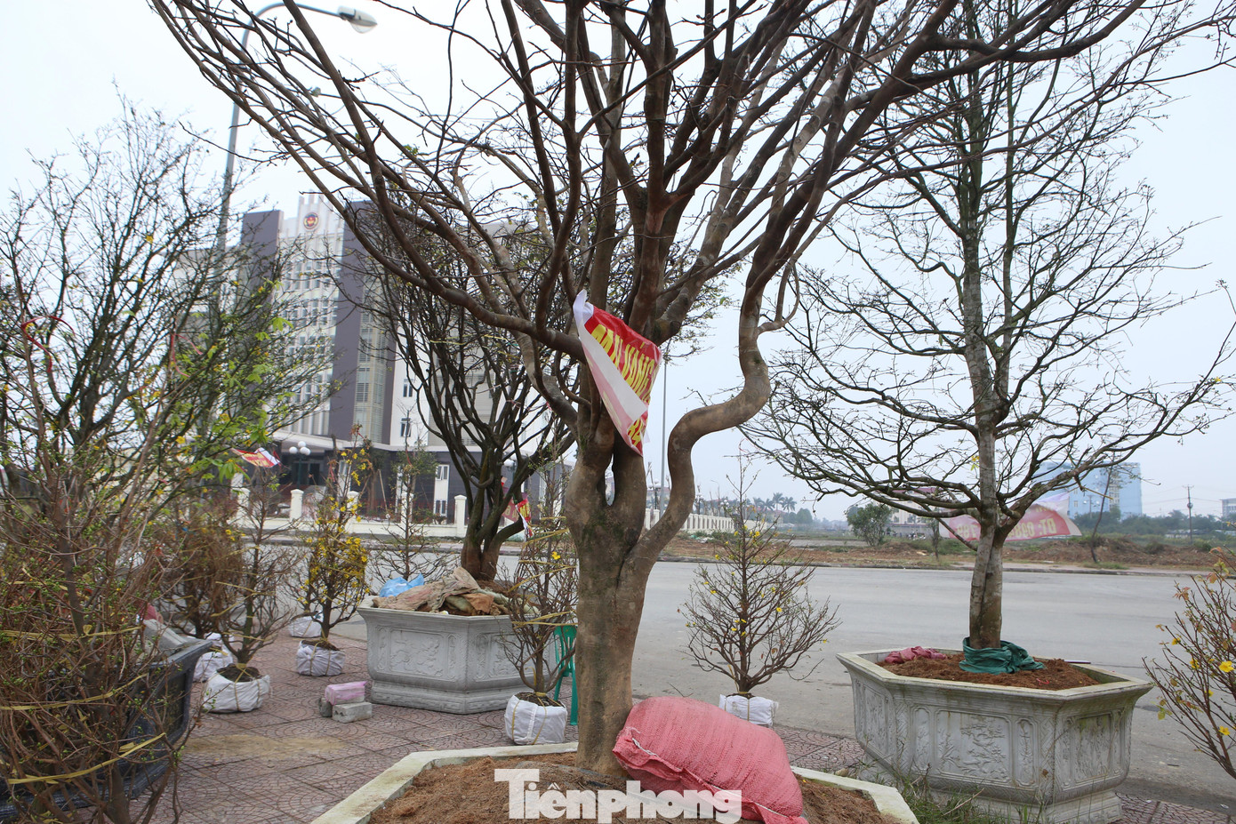 Các cây mai đều có kiểu dáng nổi bật làm điểm nhất.