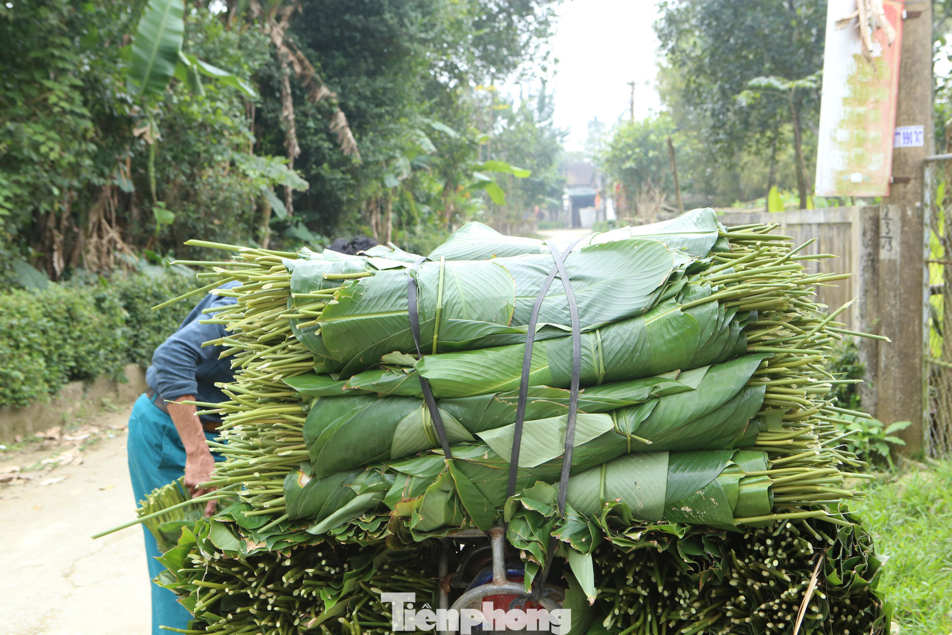 Sau khi thu hoạch xong lá dong được đưa ra chợ bán hoặc đến các cơ sở làm bánh chưng để bán.