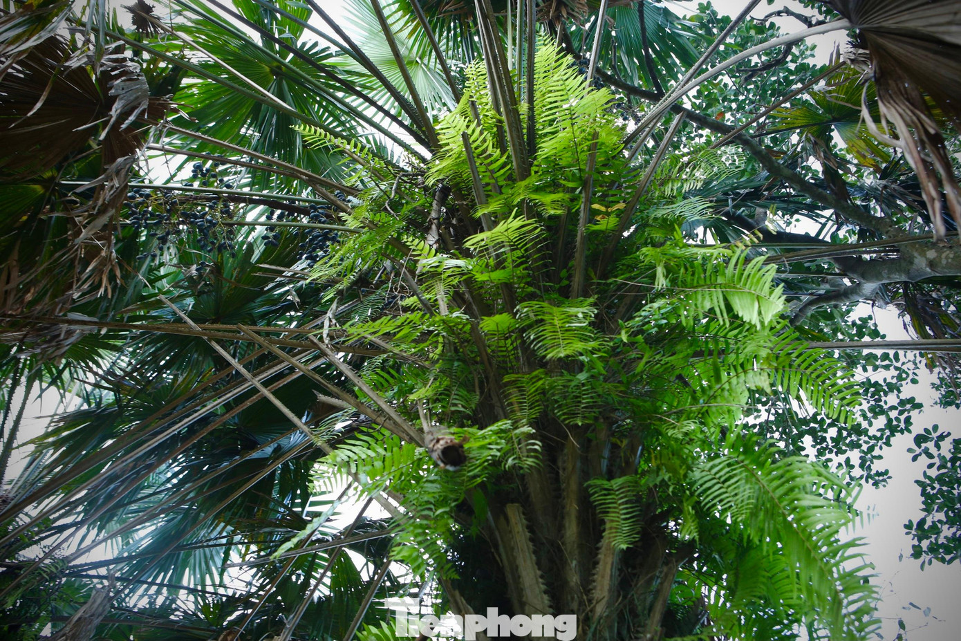 Theo người dân, cây cọ có thể sử dụng được toàn thân, đối với lá có thể làm nón, mũ, quạt, lợp mái nhà; Cuống lá dùng chẻ nan dệt mành, thân cây cọ già có thể làm các đồ thủ công mỹ nghệ. Theo người dân, cây cọ có thể sử dụng được toàn thân, đối với lá có thể làm nón, mũ, quạt, lợp mái nhà; Cuống lá dùng chẻ nan dệt mành, thân cây cọ già có thể làm các đồ thủ công mỹ nghệ.