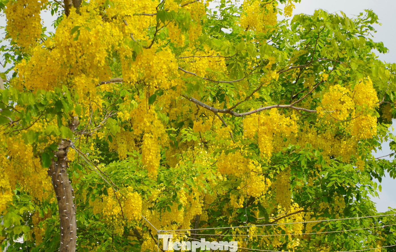 Tháng 5, hàng cây muồng hoàng yến trên nhiều đoạn đường trung tâm thành phố Hà Tĩnh bung nở rực rỡ.