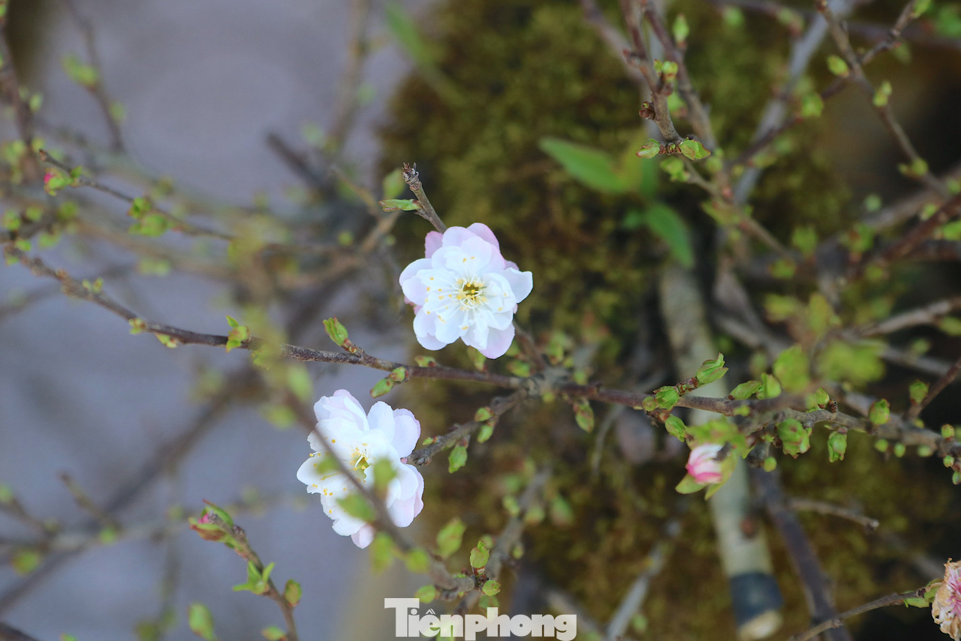 Điều đặc biệt, những gốc nhất chi mai được nhiều khách hàng tại Hà Tĩnh ưa chuộng vì loài hoa mang vẻ đẹp tinh khiết, dáng thế độc đáo đầy ý nghĩa phong thủy.