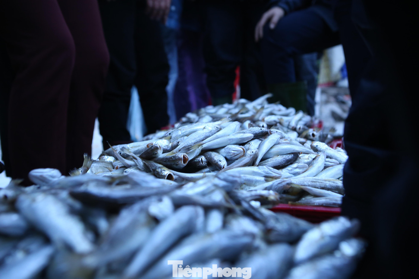 Cá đù được các ngư dân đánh bắt gần bờ cách khoảng 6 hải lý.