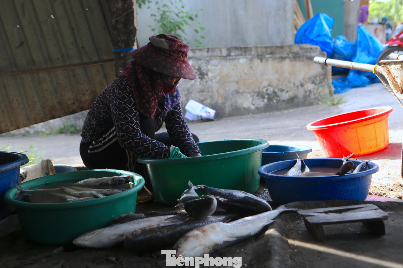 Cá bán ở đây chủ yếu là cá nục, cá chim, cá đối. Những loại cá này được lựa chọn mua từ biển về, sau đó làm sạch ruột, để ráo nước trước khi cho lên bếp than hồng.