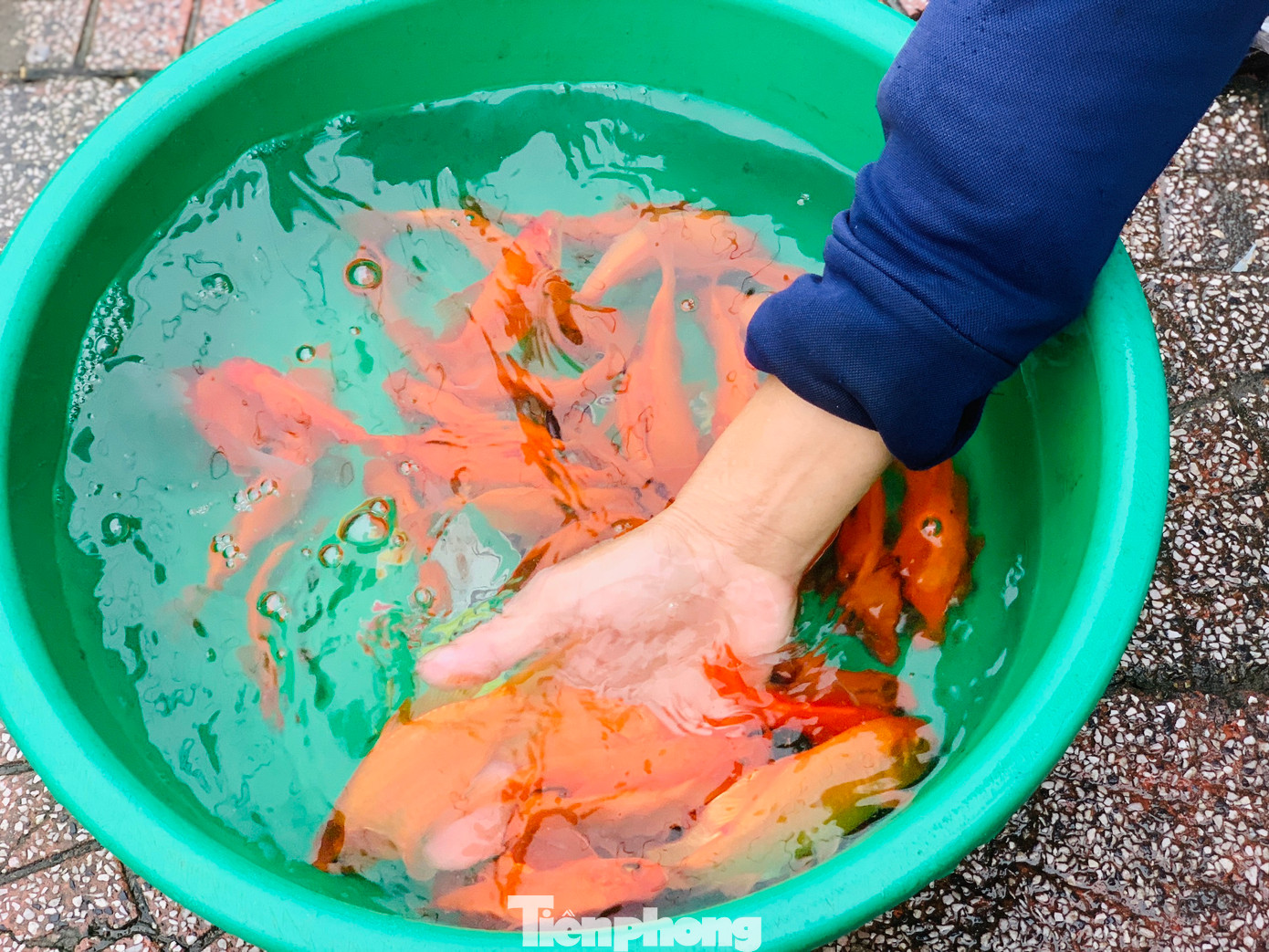 Người mua kỹ lưỡng tuyển chọn những chú cá chép đỏ tuyệt phẩm nhất dù trời rét kèm mưa phùn buốt giá tại Hà Tĩnh.