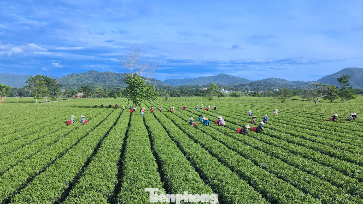 Khu vực trồng chè tại xã Sơn Kim 2 (huyện Hương Sơn).