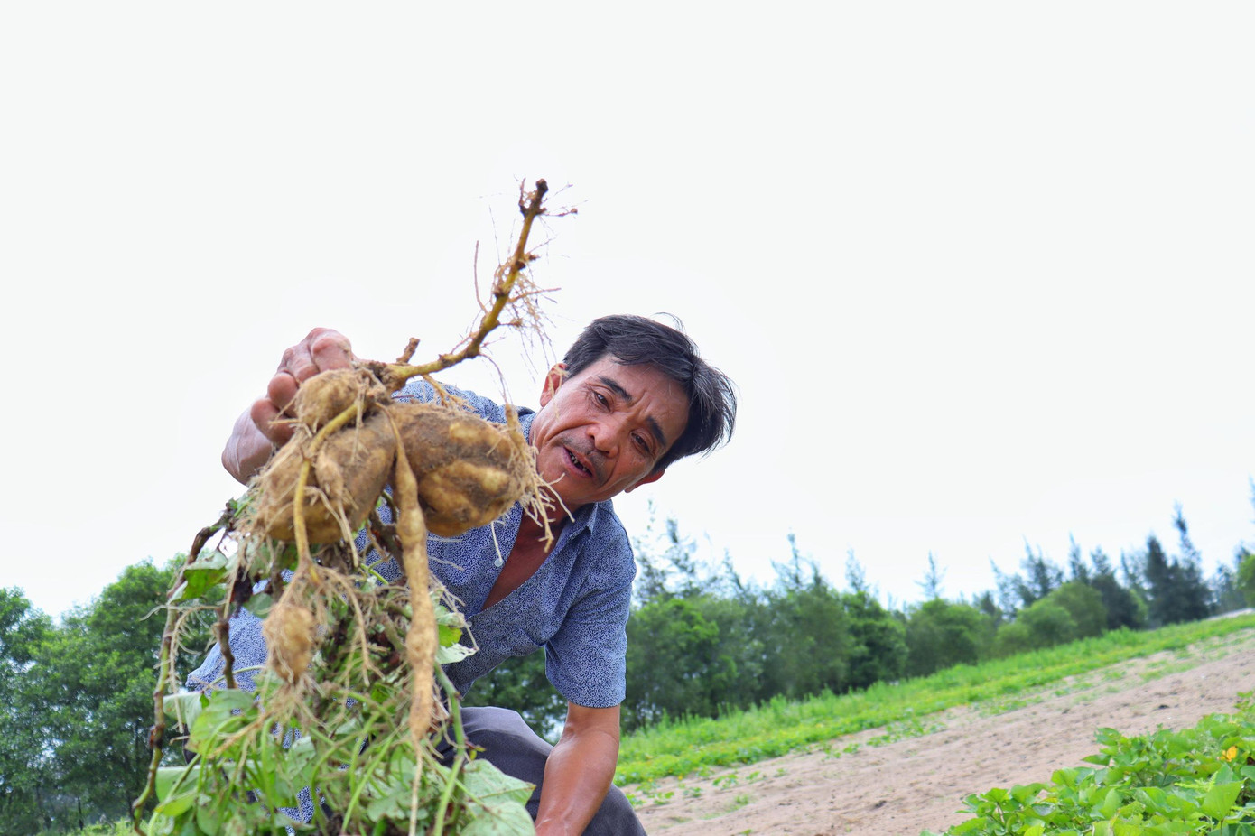 Ông Nguyễn Văn Hà là một trong những hộ dân tiên phong trong làm mô hình trồng rau trên cát. Ông Nguyễn Văn Hà là một trong những hộ dân tiên phong trong làm mô hình trồng rau trên cát.