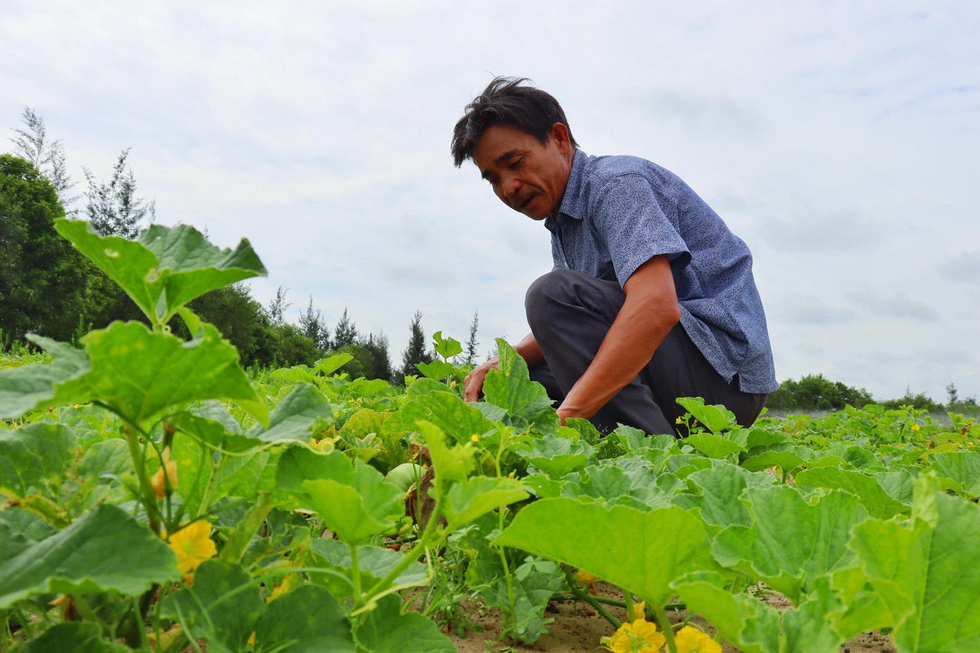 Người dân đang thu hoạch rau để mang ra chợ bán. Người dân đang thu hoạch rau để mang ra chợ bán.