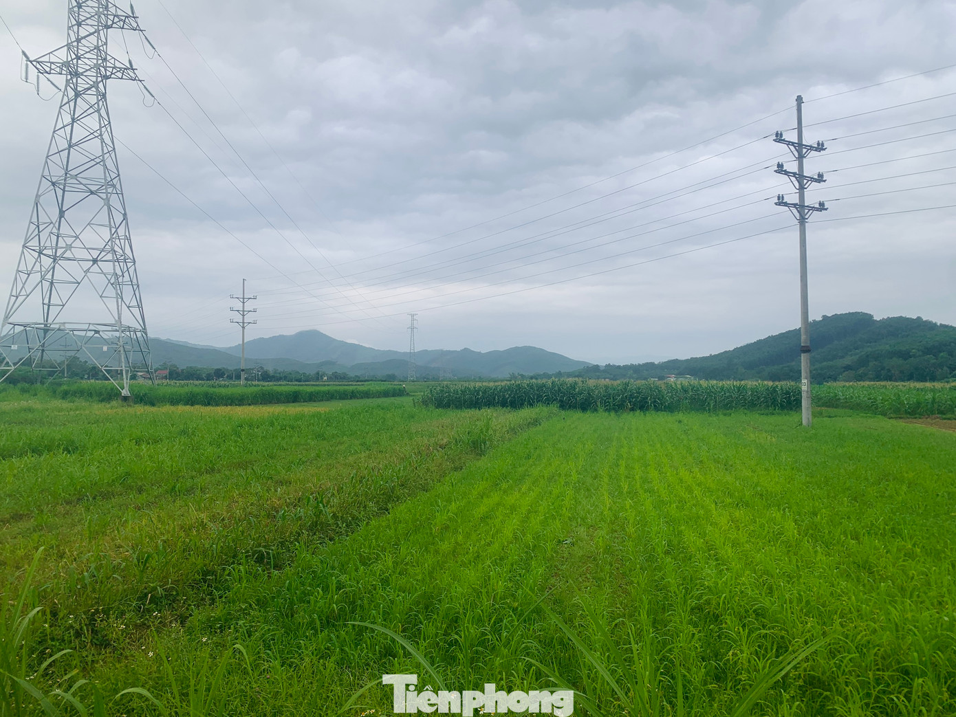 Sau 5 năm được chấp thuận chủ trương đầu tư, dự án vẫn chưa được triển khai theo kế hoạch.