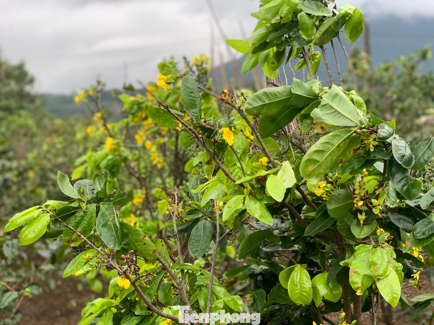 Chủ tịch UBND xã Kỳ Nam (thị xã Kỳ Anh) - Bùi Văn Chuổng cho biết, do diễn biến thời tiết năm nay thất thường nên nhiều diện tích mai tại địa phương đã nở sớm so với dự kiến, trong đó có những hộ gia đình nở trên 60%.
