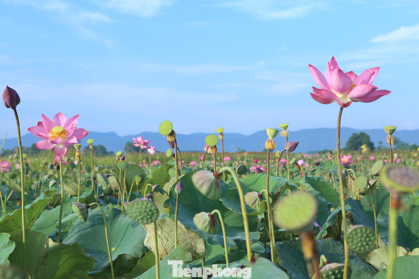 Giữa ao sen có hàng nghìn đài sen, nhưng bằng kinh nghiệm, người dân có thể nhận biết đài sen nào đã già.