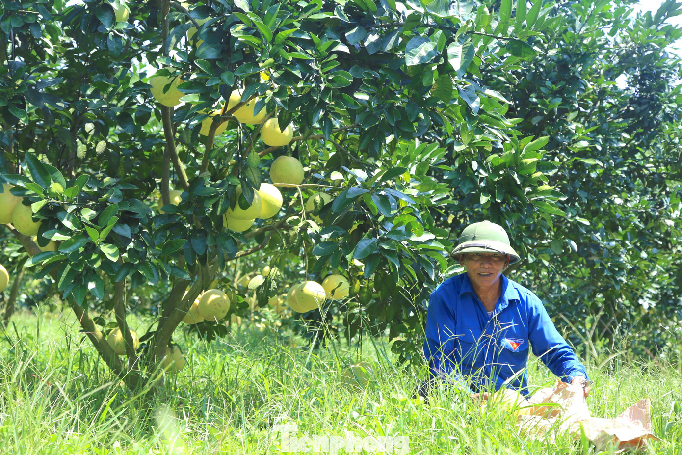 Vườn bưởi hơn 400 gốc giá trị tiền tỷ được gia đình ông Đức trồng từ khoảng 8 năm trước. Khu đồi này trước đây trồng keo, sau đó được cải tạo trồng loại bưởi đặc sản trên mảnh đất cằn.