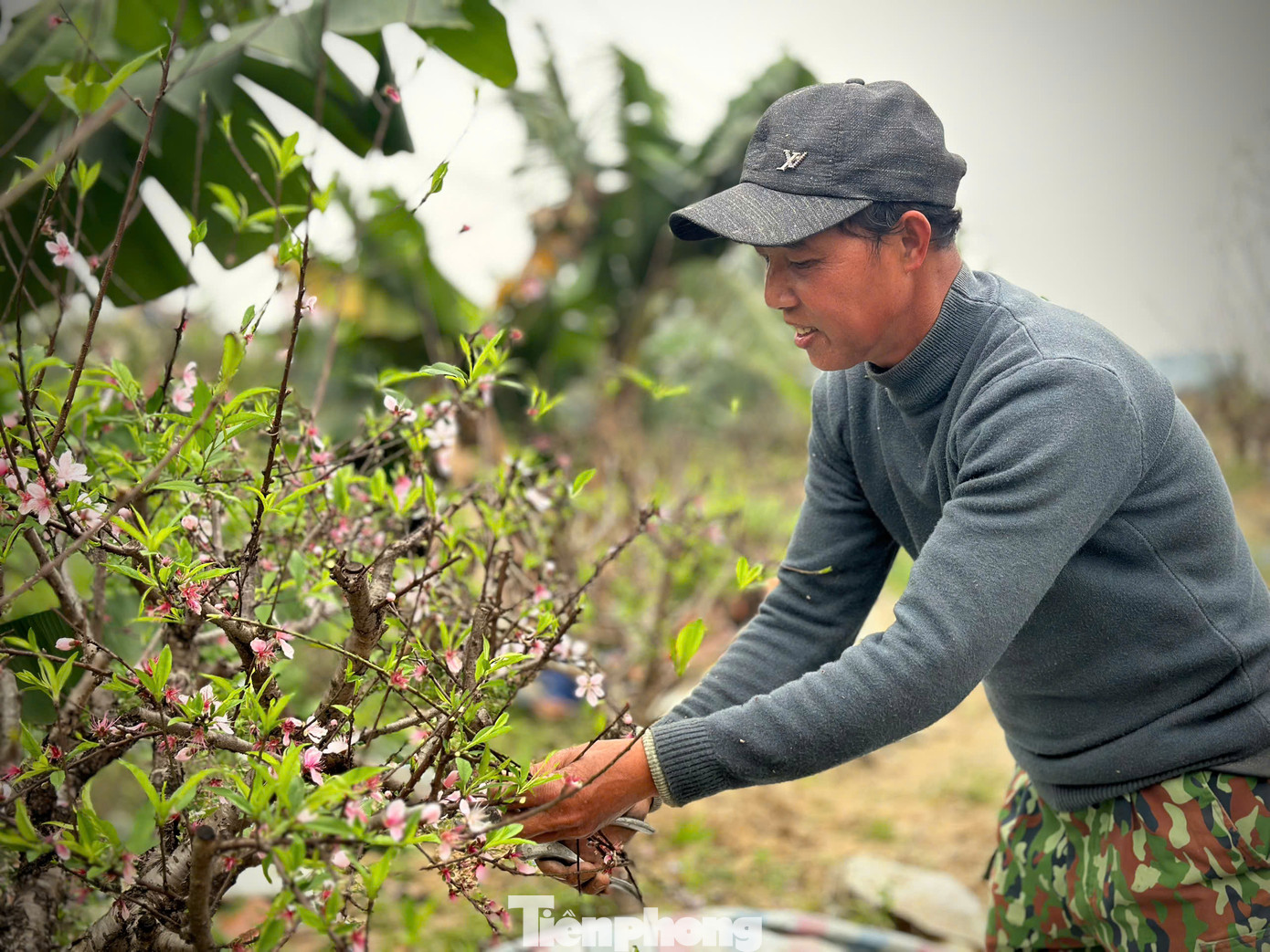 Ông Lê Văn Dũng (55 tuổi, phường Bắc Hà, thành phố Hà Tĩnh) đang cắt bỏ cành hoa khi trồng lại những gốc đào sau Tết. Công việc “hồi sinh” cây đào được ông Dũng bắt đầu với công đoạn quan trọng như cắt tỉa cành, loại bỏ hoa và nụ còn sót lại, giúp cây tập trung dinh dưỡng vào thân. Ông Lê Văn Dũng (55 tuổi, phường Bắc Hà, thành phố Hà Tĩnh) đang cắt bỏ cành hoa khi trồng lại những gốc đào sau Tết. Công việc “hồi sinh” cây đào được ông Dũng bắt đầu với công đoạn quan trọng như cắt tỉa cành, loại bỏ hoa và nụ còn sót lại, giúp cây tập trung dinh dưỡng vào thân.