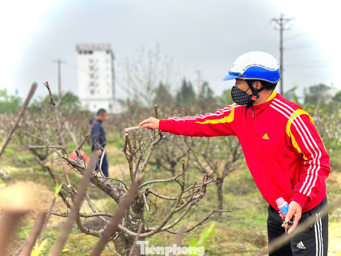 Việc cắt, tỉa cành được người dân thực hiện đúng thời điểm. Theo người chăm sóc đào, nếu để quá lâu cây sẽ mất sức, còn nếu tỉa sớm quá, cành non ra không đúng mùa sẽ ảnh hưởng đến quá trình ra hoa. Việc cắt, tỉa cành được người dân thực hiện đúng thời điểm. Theo người chăm sóc đào, nếu để quá lâu cây sẽ mất sức, còn nếu tỉa sớm quá, cành non ra không đúng mùa sẽ ảnh hưởng đến quá trình ra hoa.